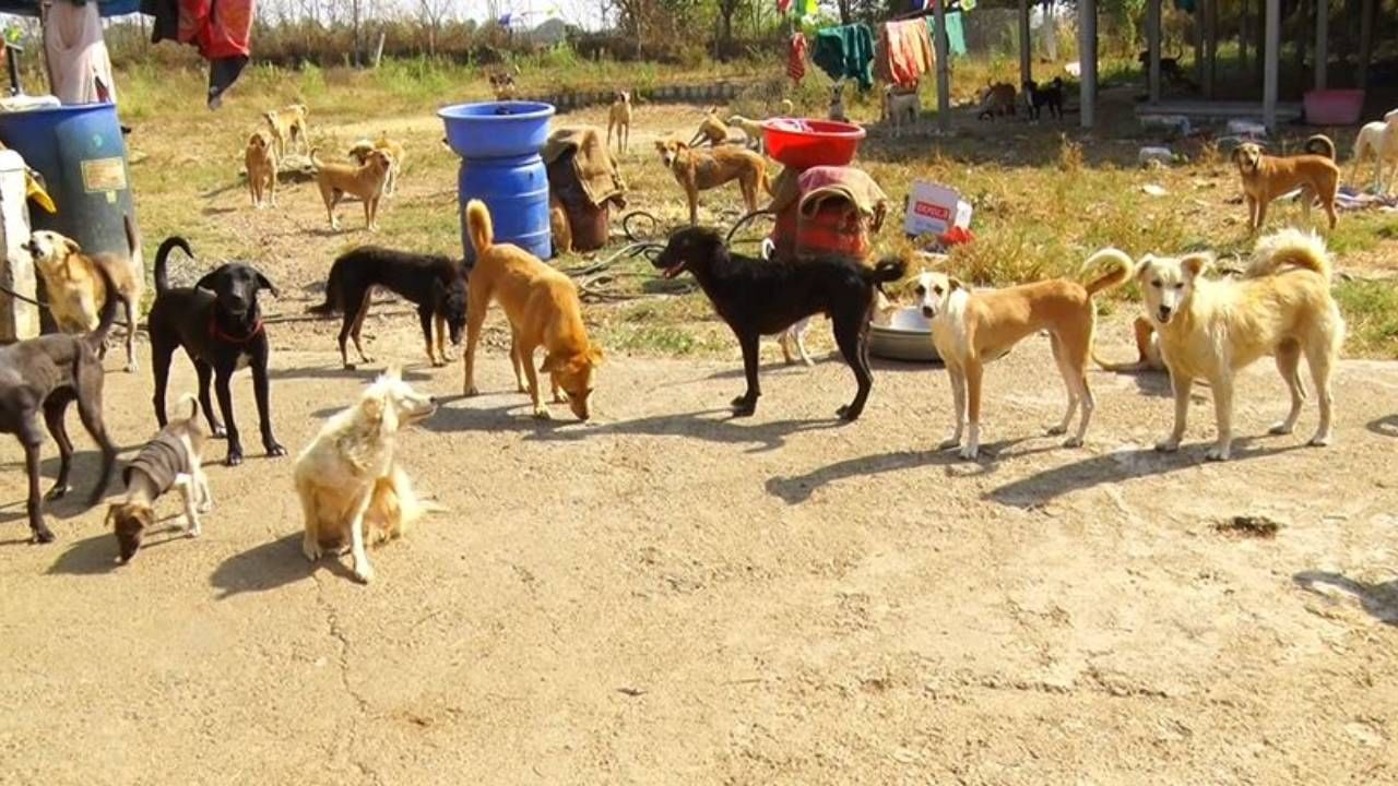 ನೀವು ಶ್ವಾನ ಪ್ರಿಯರನ್ನ ಎಲ್ಲೆಡೆ ನೋಡೀರ್ತಿರಾ. ಅದ್ರಲ್ಲೂ ವಿಶೇಷ ತಳಿಯ ಶ್ವಾನಗಳನ್ನ ಸಾಕುವುದು ಟ್ರೆಂಡ್ ಆಗಿದೆ. ಎಷ್ಟೆ ಶ್ವಾನ ಪ್ರಿಯ ಆಗಿದ್ರೂ ಐದರಿಂದ ಹತ್ತು ಶ್ವಾನಗಳನ್ನ ತಮ್ಮ ಮನೆಯಲ್ಲಿ ಸಾಕಬಹುದು. ಆದರೆ ಇಲ್ಲೊಂದು ಕುಟುಂಬ ಲೋಕಲ್ ತಳಿಯ ಬರೋಬ್ಬರಿ 287 ಶ್ವಾನಗಳನ್ನ ಸಾಕಿದ್ದು, ತಮ್ಮ ಇಡಿ ಜೀವನವನ್ನ ಶ್ವಾನಕ್ಕಾಗಿ ಮಿಸಲಿಟ್ಟಿದ್ದಾರೆ.
