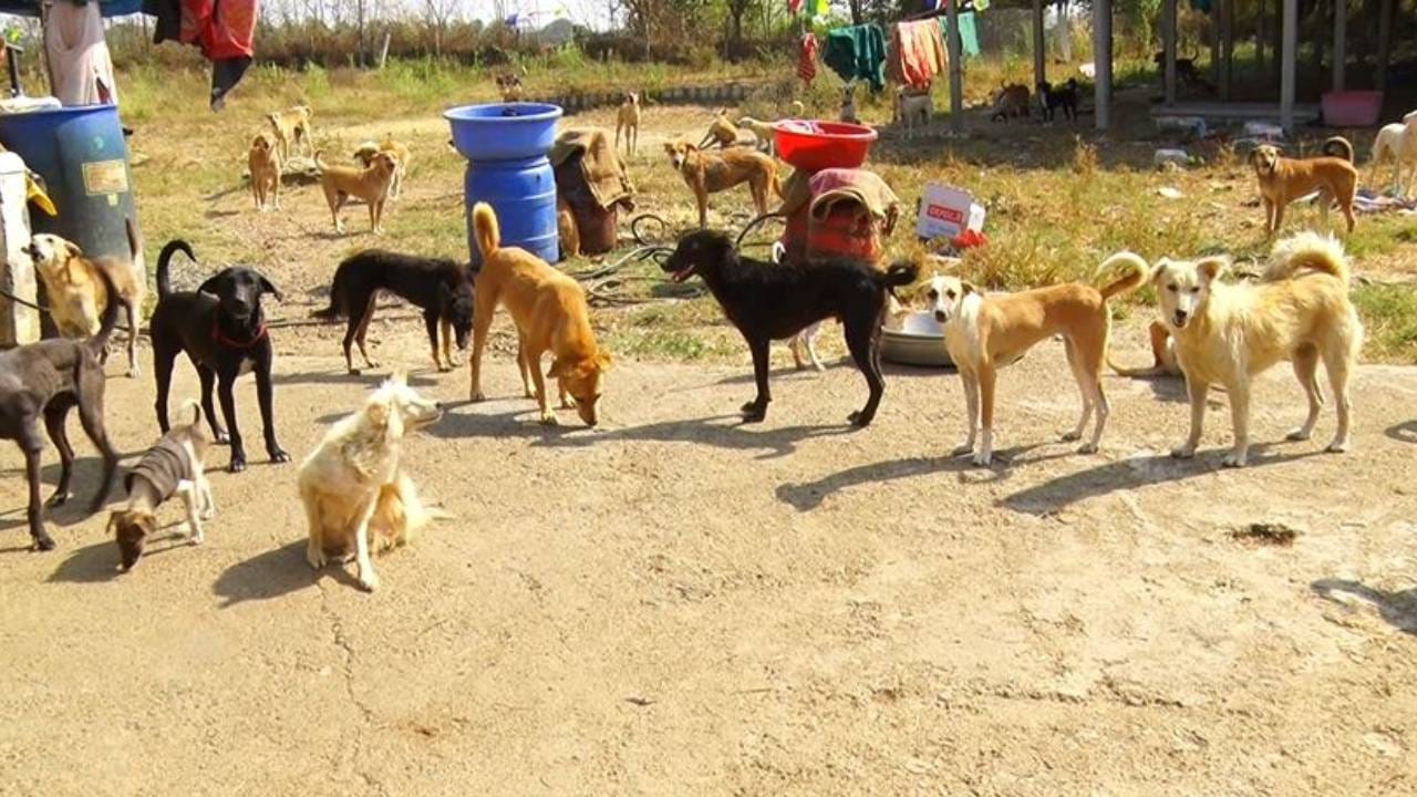 ನೀವು ಶ್ವಾನ ಪ್ರಿಯರನ್ನ ಎಲ್ಲೆಡೆ ನೋಡೀರ್ತಿರಾ. ಅದ್ರಲ್ಲೂ ವಿಶೇಷ ತಳಿಯ ಶ್ವಾನಗಳನ್ನ ಸಾಕುವುದು ಟ್ರೆಂಡ್ ಆಗಿದೆ. ಎಷ್ಟೆ ಶ್ವಾನ ಪ್ರಿಯ ಆಗಿದ್ರೂ ಐದರಿಂದ ಹತ್ತು ಶ್ವಾನಗಳನ್ನ ತಮ್ಮ ಮನೆಯಲ್ಲಿ ಸಾಕಬಹುದು. ಆದರೆ ಇಲ್ಲೊಂದು ಕುಟುಂಬ ಲೋಕಲ್ ತಳಿಯ ಬರೋಬ್ಬರಿ 287 ಶ್ವಾನಗಳನ್ನ ಸಾಕಿದ್ದು, ತಮ್ಮ ಇಡಿ ಜೀವನವನ್ನ ಶ್ವಾನಕ್ಕಾಗಿ ಮಿಸಲಿಟ್ಟಿದ್ದಾರೆ.
