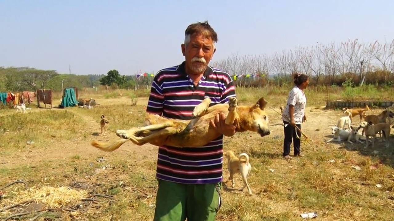 ಈ ಶ್ವಾನಗಳೆಲ್ಲವೂ ಜೀವನ ಮರಣದ ಮಧ್ಯ ಹೋರಾಟ ಮಾಡುತ್ತಿದ್ದ ಶ್ವಾನಗಳು. ಹೌದು.. ರಸ್ತೆಯಲ್ಲಿ ಅಪಘಾತಕ್ಕೊಳಗಾಗಿರುವ, ಅನಾರೋಗ್ಯಕ್ಕೆ ತುತ್ತಾಗಿರುವ, ದೈಹಿಕ ದೌರ್ಬಲ್ಯ ಹೊಂದಿರುವ, ದೇಹದ ಒಂದು ಭಾಗಕ್ಕೆ ಹುಳುಗಳಿಂದ ಬಾಧಿತ ಆಗಿರುವ ಹೀಗೆ ಸಾವಿನ ದವಡೆಯಲ್ಲಿ ಸಿಲುಕಿ ಪರದಾಡ್ತಾ ಬಿದಿ ಬದಿಯಲ್ಲಿ, ನಿರ್ಜನ ಪ್ರದೇಶದಲ್ಲಿ ಹಾಗೂ ಕಾಡಿನಲ್ಲಿ ಪರದಾಡುತ್ತಿದ್ದ ಶ್ವಾನಗಳಿವೆ.
