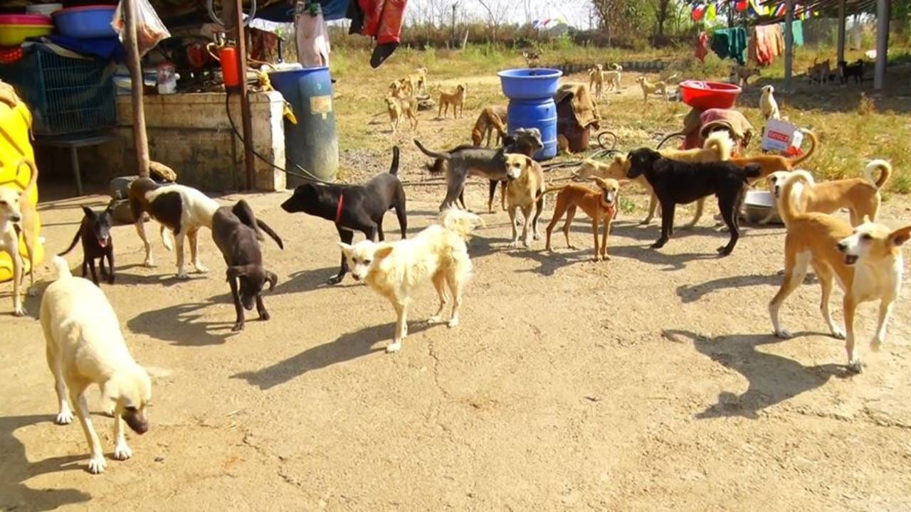 ಕಾಣಲು ಚೆಂದ ಹಾಗೂ ದೈಹಿಕವಾಗಿ ಆರೋಗ್ಯಕರವಾಗಿರುವ ಶ್ವಾನಗಳನ್ನ ತಮ್ಮ ಮನೆ ಹಾಗೂ ಫಾರ್ಮ ಹೌಸ್​ನಲ್ಲಿ ಸಾಕಿರ್ತಾರೆ. ಆದರೆ ಬಿದಿಯಲ್ಲಿ ಒಂದು ಬಿಸ್ಕೇಟ್​ಗಾಗಿ ಪರದಾಡುತ್ತಿದ್ದ ಹತ್ತಾರು ಶ್ವಾನಗಳನ್ನು ತಿರುಗಿಯೂ ನೋಡಲ್ಲ. ಇನ್ನೂ ಕೈ ಕಾಲು ಇಲ್ಲದೆ ದೈಹಿಕ ದೌರ್ಬಲ್ಯ ಹೊಂದಿದ ಶ್ವಾನ‌ಕಂಡ್ರೆ ಕಲ್ಲು ಹೊಡೆದು ಓಡಿಸುತ್ತಾರೆ. ಆದರೆ ಈ ಕುಟುಂಬ ನೀವು ಇದುವರೆಗೂ ನೋಡಿರದ, ಬೇರೆ ಶ್ವಾನ ಪ್ರಿಯರಿಗಿಂತ ಭಿನ್ನವಾಗಿದೆ.
