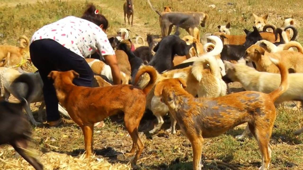 ಅನಾರೋಗ್ಯಕ್ಕೊಳಗಾದ ಶ್ವಾನಗಳಿಗೆ ಚಿಕಿತ್ಸೆಯನ್ನ ಇವರು ತಮ್ಮ ಸ್ವಂತ ಖರ್ಚಿನಲ್ಲಿಯೇ ಕೊಡುತ್ತಾರೆ. ಅಲ್ಲದೆ ನಿತ್ಯ 75 ಕೆ.ಜಿಯ ಅಕ್ಕಿಯ ಅನ್ನ ಮಾಡಿ ಶ್ವಾನಗಳಿಗೆ ಊಣಬಡಿಸಲಾಗುತ್ತೆ. ಅದರ ಜೊತೆಗೆ ಆಗಾಗ ಮೊಟ್ಟೆಯನ್ನ‌ ಶ್ವಾನಗಳಿಗೆ ನೀಡಲಾಗುತ್ತೆ.
