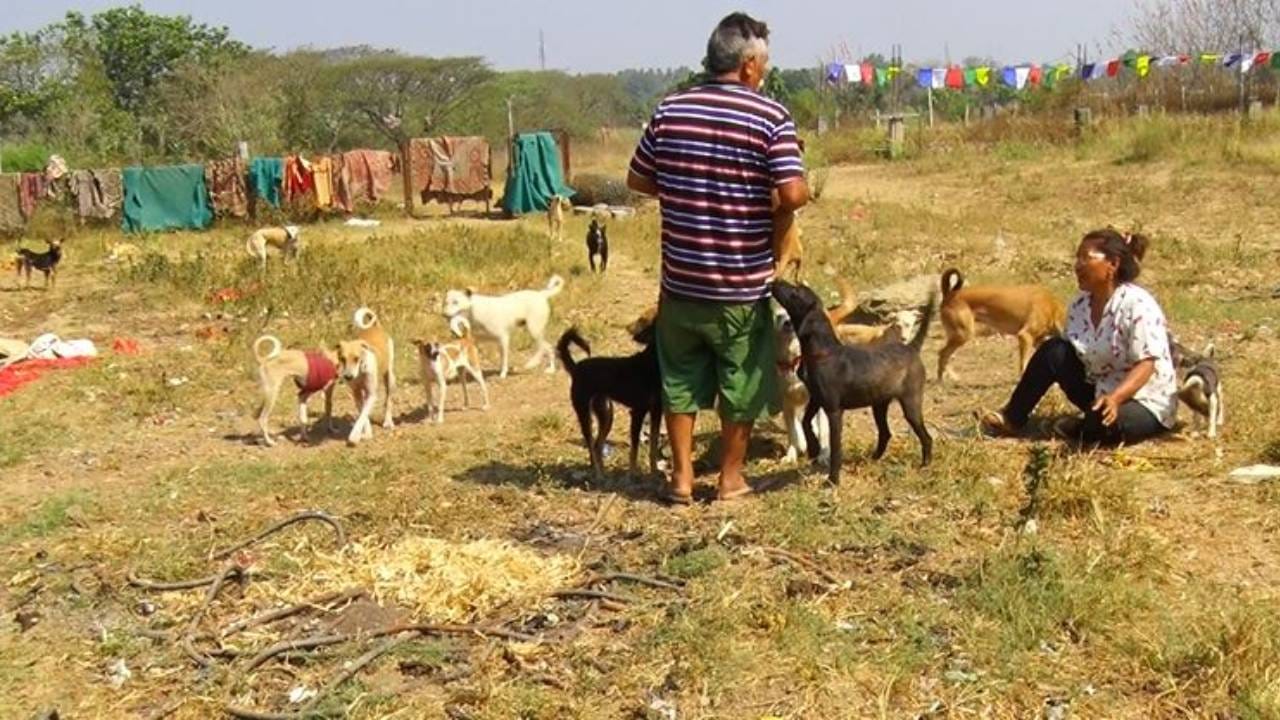 ತಮ್ಮ ಜೀವನ ಕಟ್ಟಿಕೊಳ್ಳಲು ಬಂದ ಟಿಬೇಟಿಯನ್ ಕುಟುಂಬ, ತಮ್ಮ ಜೀವನದ ಬಗ್ಗೆ ಕಿಂಚಿತ್ತೂ ಯೋಚನೆ ಮಾಡದೆ, ಸುಮಾರು 287 ಶ್ವಾನಗಳ ಜೀವ ಉಳಿಸಿರುವ ಇವರು. ನಿತ್ಯ ಶ್ವಾನಗಳ ಉಪಚಾರದಲ್ಲೇ ಕಾಲ ಕಳೆಯುತ್ತಿರುವ ಇವರ ಶ್ವಾನ ಪ್ರೇಮ ನಿಜಕ್ಕೂ ಶ್ಲಾಘನೀಯ.
