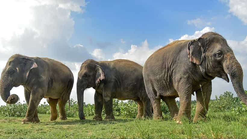 ಆಂಧ್ರಪ್ರದೇಶ: ದೇವಸ್ಥಾನಕ್ಕೆ ತೆರಳುತ್ತಿದ್ದವರ ಮೇಲೆ ಆನೆಗಳಿಂದ ದಾಳಿ, ಮೂವರು ಸಾವು