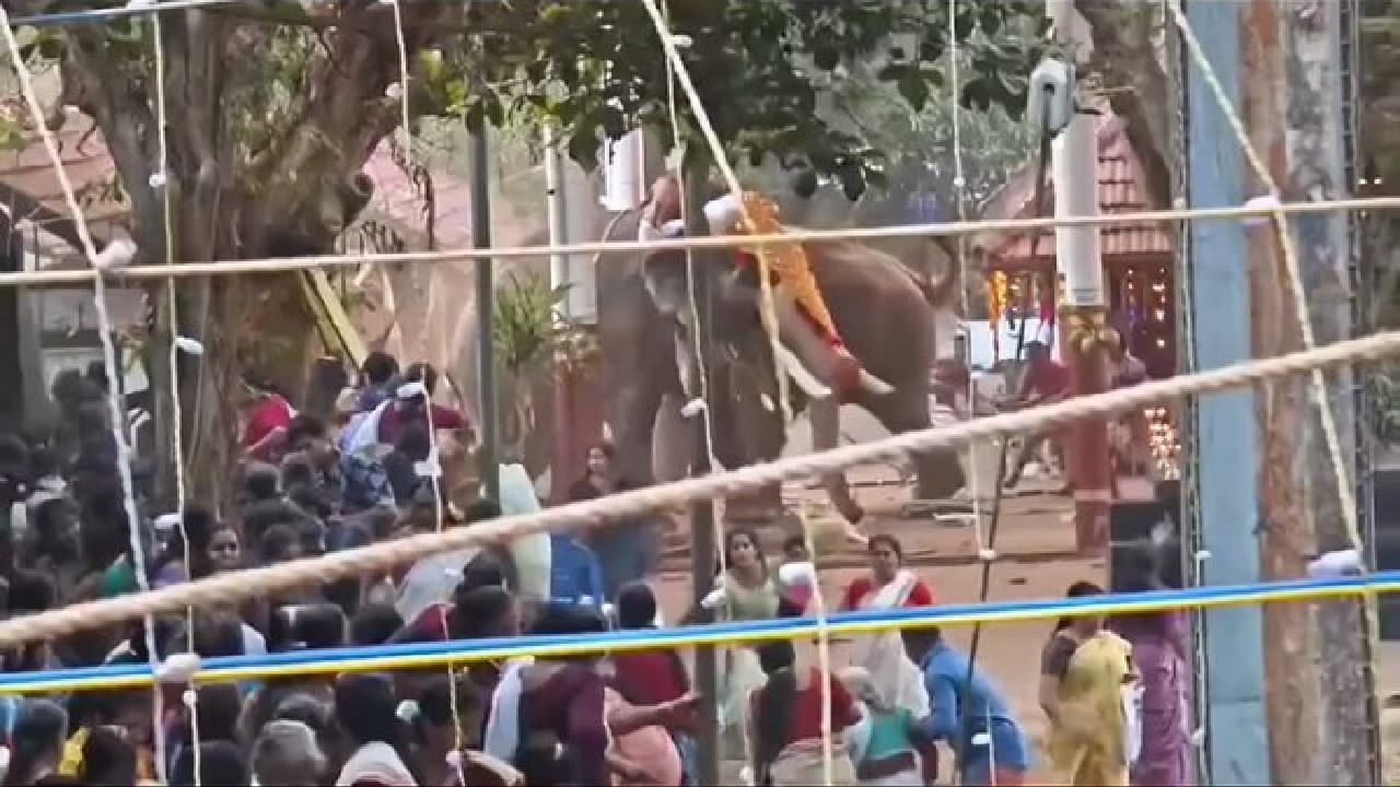 ಕೇರಳದ ದೇವಾಲಯದ ಉತ್ಸವದಲ್ಲಿ ರೊಚ್ಚಿಗೆದ್ದ ಆನೆಗಳು; ಮೂವರು ಸಾವು, 36 ಜನರಿಗೆ ಗಾಯ
