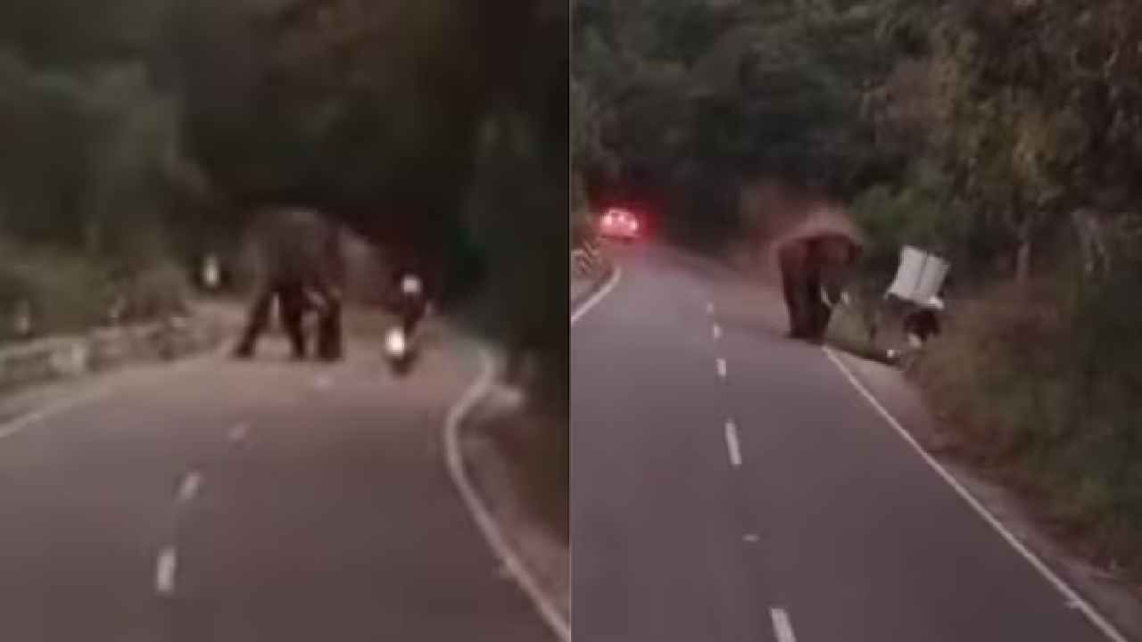 ವಿದೇಶಿ ಪ್ರಜೆಯನ್ನು ಬಲಿ ಪಡೆದ ಕಾಡಾನೆ, ಸೊಂಡಿಲಿನಿಂದ ಎತ್ತಿ ಬಿಸಾಡಿರುವ ವಿಡಿಯೋ ನೋಡಿ
