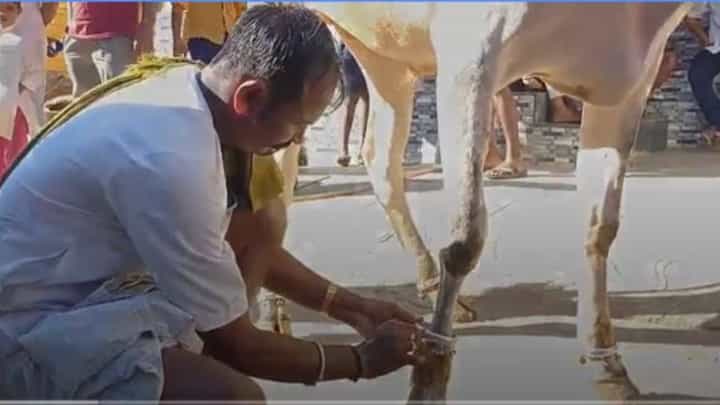 ಎತ್ತುಗಳನ್ನು ಅಪಾರವಾಗಿ ಪ್ರೀತಿಸುವ ರೈತ ಈರಪ್ಪ ಉಳವಿ ಜಾತ್ರೆಗೆ ಅವುಗಳನ್ನು ಬೆಳ್ಳಿ ಬಂಗಾರದಿಂದ ಸಿಂಗರಿಸುತ್ತಾರೆ! ಎತ್ತುಗಳನ್ನು ಅಪಾರವಾಗಿ ಪ್ರೀತಿಸುವ ರೈತ ಈರಪ್ಪ ಉಳವಿ ಜಾತ್ರೆಗೆ ಅವುಗಳನ್ನು ಬೆಳ್ಳಿ ಬಂಗಾರದಿಂದ ಸಿಂಗರಿಸುತ್ತಾರೆ!