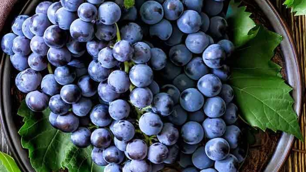 Black Grapes: ಕಣ್ಣಿನ ಆರೋಗ್ಯ ಕಾಪಾಡಿಕೊಳ್ಳಲು ಇದಕ್ಕಿಂತ ಸುಲಭ ಉಪಾಯ ಮತ್ತೊಂದಿಲ್ಲ Black Grapes: ಕಣ್ಣಿನ ಆರೋಗ್ಯ ಕಾಪಾಡಿಕೊಳ್ಳಲು ಇದಕ್ಕಿಂತ ಸುಲಭ ಉಪಾಯ ಮತ್ತೊಂದಿಲ್ಲ