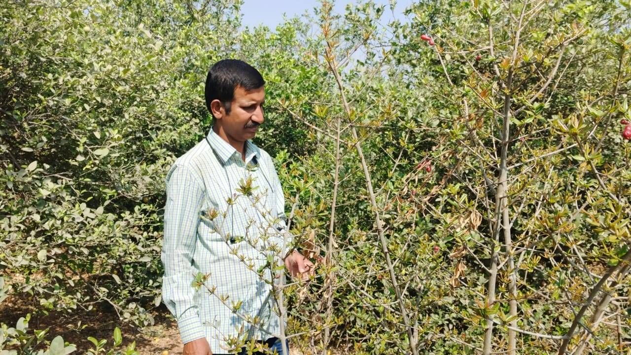 ಧೂಳಿನಿಂದ ಕೊಪ್ಪಳ ಜಿಲ್ಲೆಯಲ್ಲಿ ಅನೇಕ ರೈತರ ಬದುಕು ಬೀದಿಗೆ ಬರುತ್ತಿದೆ. ಸದ್ಯ ಬೇಸಿಗೆಯ ಹೊಸ್ತಿಲಲ್ಲಿ ಇರುವುದಿರಿಂದ ನಿಂಬೆಹಣ್ಣಿಗೆ ಮಾರುಕಟ್ಟೆಯಲ್ಲಿ ಉತ್ತಮ ಬೆಲೆಯಿದೆ. ಒಂದು ನಿಂಬೆಹಣ್ಣು ಎರಡು ರೂಪಾಯಿಗೆ ಮಾರಾಟವಾಗುತ್ತಿದೆ. ಆದರೆ, ಕೊಪ್ಪಳ ಜಿಲ್ಲೆಯ ಹಲವಡೆ ರೈತರು ತಮ್ಮ ಕೃಷಿ ಜಮೀನಿನಲ್ಲಿ ಬೆಳೆದ ಸಾವಿರಾರು ನಿಂಬೆ ಹಣ್ಣುಗಳು ನೆಲದ ಮೇಲೆ ಬಿದ್ದು ಹಾಳಾಗಿ ಹೋಗುತ್ತಿವೆ. ಇದಕ್ಕೆ ಕಾರಣ, ಧೂಳು. 