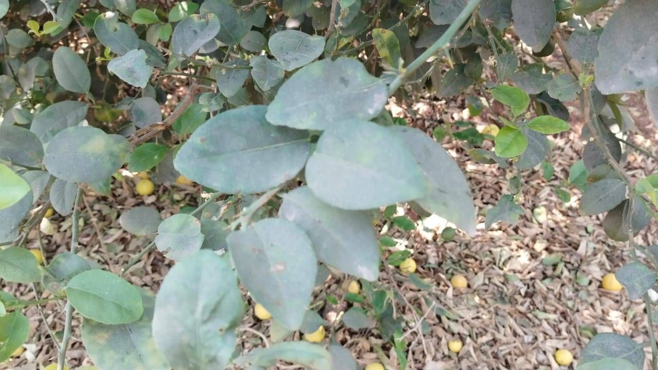 ಕಂದಕೂರು ಸೇರಿದಂತೆ ಘಟಕದ ಸುತ್ತಮುತ್ತಲಿನ ಜಾಗದಲ್ಲಿ ಅನೇಕ ರೈತರು ತೋಟಗಾರಿಕೆ ಸೇರಿದಂತೆ ಅನೇಕ ಬೆಳೆಗಳನ್ನು ಬೆಳದಿದ್ದಾರೆ. ಆದರೆ, ಘಟಕದಿಂದ ನಿರಂತರವಾಗಿ ಹೊರ ಬತ್ತಿರುವ ಧೂಳು, ಬೆಳೆಗಳ ಮೇಲೆ ಬಂದು ಕೂರುತ್ತಿದೆ. ಇದರಿಂದ ಫಸಲು ಹಾಳಾಗುತ್ತಿದೆ ಅಂತ ರೈತರು ಆರೋಪ ಮಾಡಿದ್ದಾರೆ. ಹೆಚ್ಚಿನ ಧೂಳು ಇದ್ರೆ ನಿಂಬೆಹಣ್ಣು  ಬೇಗನೆ ಹಾಳಾಗಿ ಹೋಗುತ್ತಿದೆ. ಹೀಗಾಗಿ, ಯಾರೂ ಖರೀದಿಸುತ್ತಿಲ್ಲ. ಹೀಗಾಗಿ ಲಕ್ಷ ಲಕ್ಷ ಆದಾಯದ ನಿಂಬೆಹಣ್ಣುಗಳು ತೋಟದಲ್ಲಿಯೇ ಹಾಳಾಗಿ ಹೋಗುತ್ತಿವೆ.