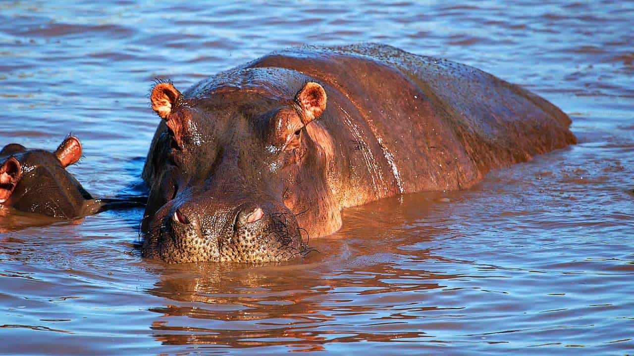 World Hippo Day 2025: ಫೆಬ್ರವರಿ 15 ರಂದೇ ವಿಶ್ವ ಹಿಪ್ಪೋ ದಿನ ಆಚರಿಸುವುದು ಏಕೆ? ಏನಿದರ ಮಹತ್ವ? ಇಲ್ಲಿದೆ ಮಾಹಿತಿ