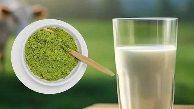 ಪ್ರತಿದಿನ ಹಾಲಿಗೆ ಒಂದು ಚಮಚ ಈ ಎಲೆಗಳ ಪುಡಿಯನ್ನು ಬೆರೆಸಿ ಕುಡಿದರೆ ಕೀಲು ನೋವು ಎಂದಿಗೂ ಬರುವುದಿಲ್ಲ