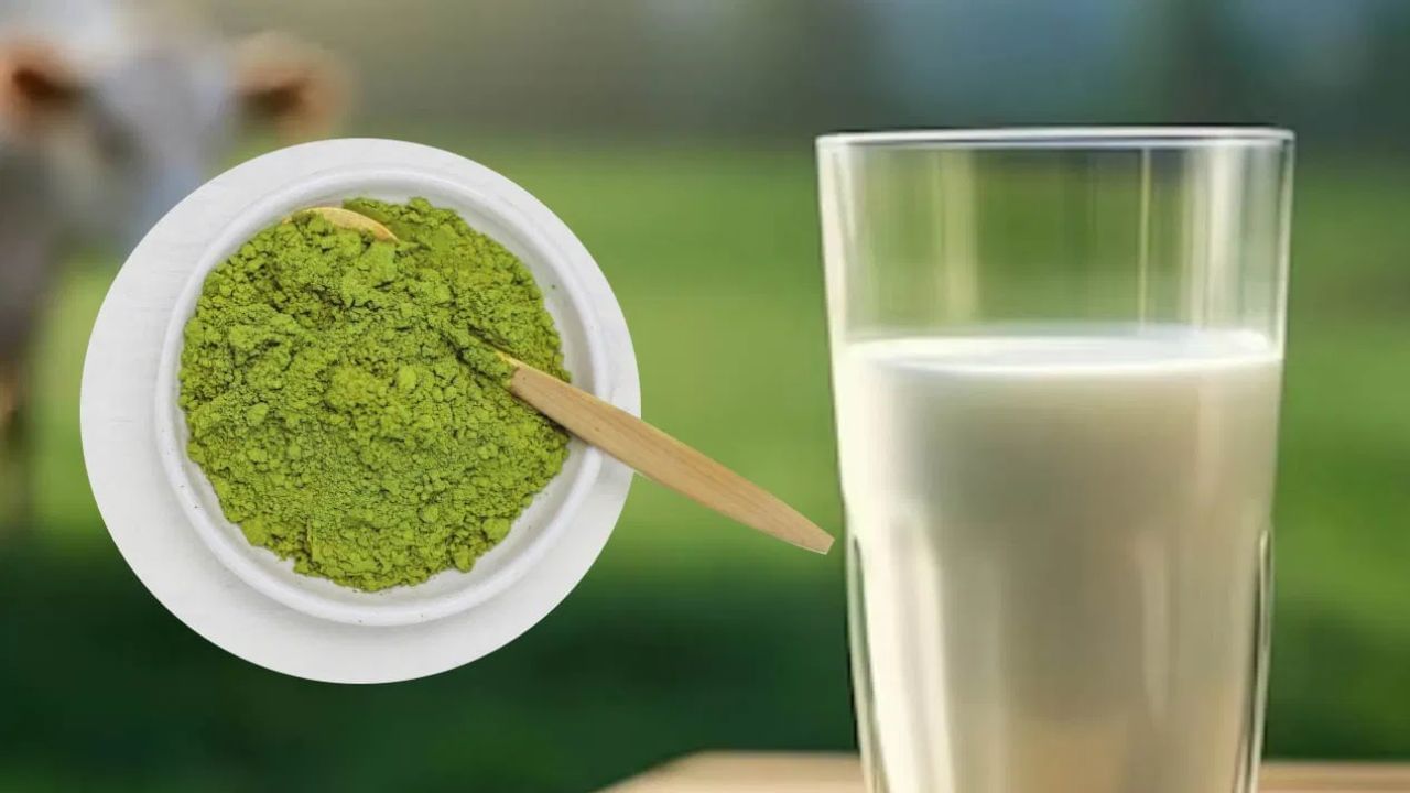 ಪ್ರತಿದಿನ ಹಾಲಿಗೆ ಒಂದು ಚಮಚ ಈ ಎಲೆಗಳ ಪುಡಿಯನ್ನು ಬೆರೆಸಿ ಕುಡಿದರೆ ಕೀಲು ನೋವು ಎಂದಿಗೂ ಬರುವುದಿಲ್ಲ