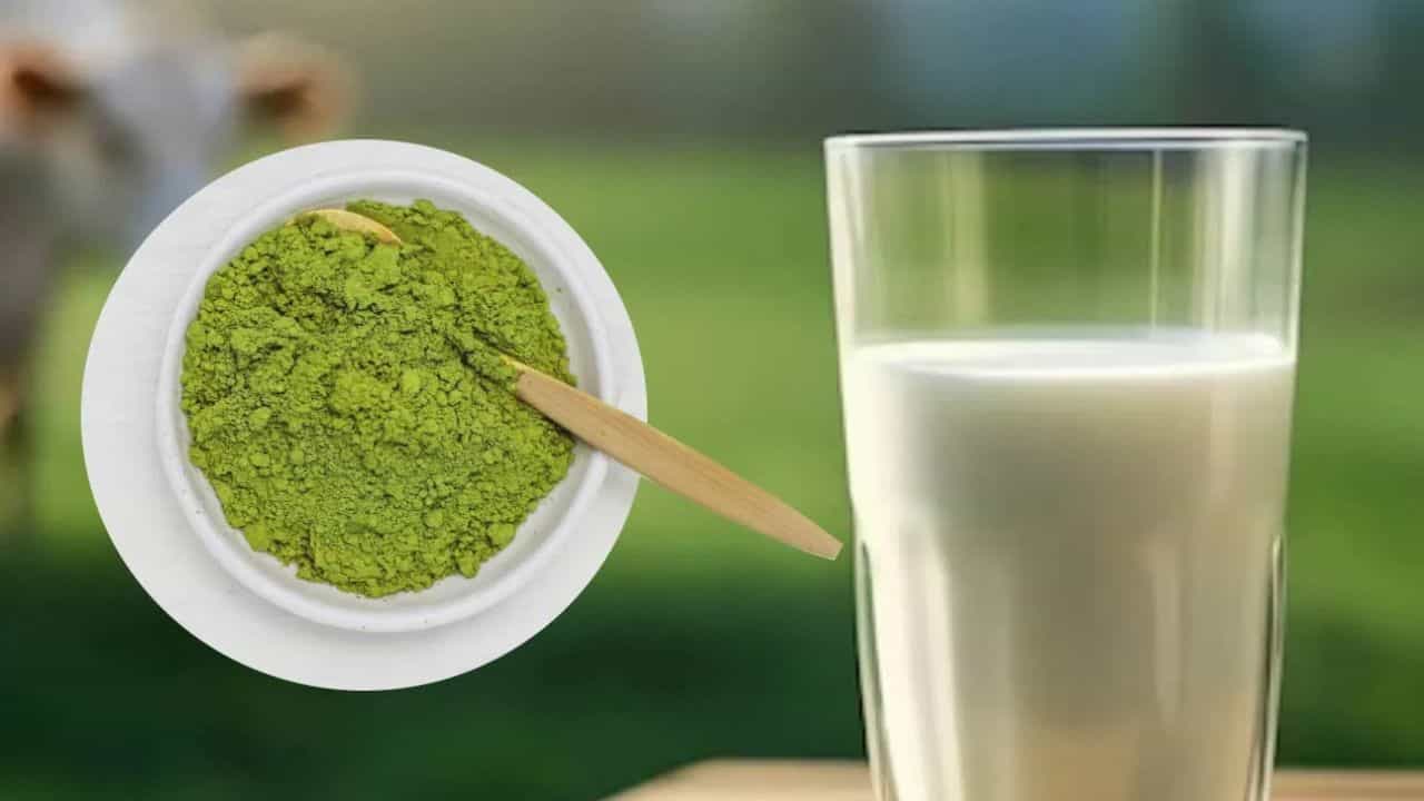 ಪ್ರತಿದಿನ ಹಾಲಿಗೆ ಒಂದು ಚಮಚ ಈ ಎಲೆಗಳ ಪುಡಿಯನ್ನು ಬೆರೆಸಿ ಕುಡಿದರೆ ಕೀಲು ನೋವು ಎಂದಿಗೂ ಬರುವುದಿಲ್ಲ ಪ್ರತಿದಿನ ಹಾಲಿಗೆ ಒಂದು ಚಮಚ ಈ ಎಲೆಗಳ ಪುಡಿಯನ್ನು ಬೆರೆಸಿ ಕುಡಿದರೆ ಕೀಲು ನೋವು ಎಂದಿಗೂ ಬರುವುದಿಲ್ಲ
