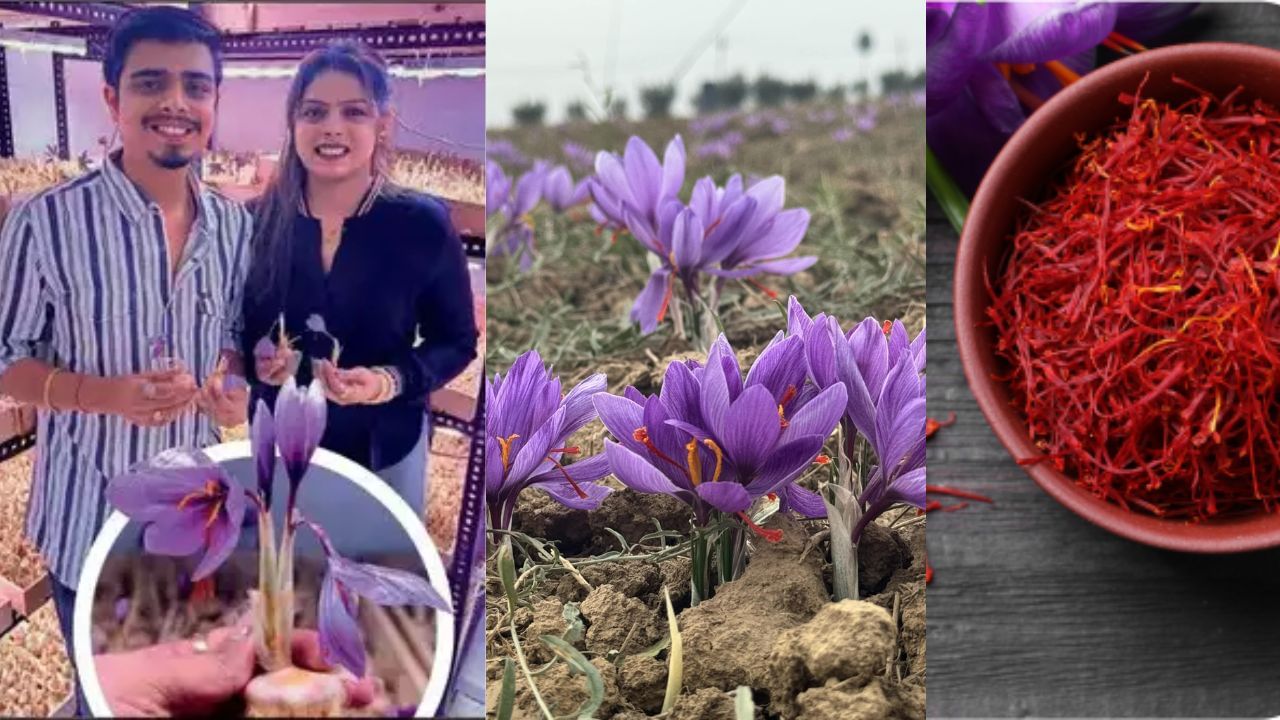 Viral: ಮನೆಯನ್ನೇ ಕಾಶ್ಮೀರವನ್ನಾಗಿ ಪರಿವರ್ತಿಸಿದ ದಂಪತಿ; ಕೇಸರಿ ಬೆಳೆದು ಲಕ್ಷ ಲಕ್ಷ ಸಂಪಾದನೆ