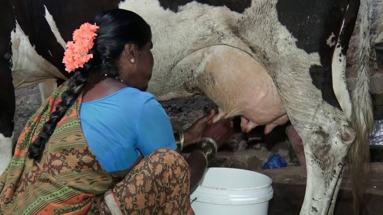 ಕೋಲಾರ ಜಿಲ್ಲೆಯಲ್ಲಿ ಹೈನೋದ್ಯಮವನ್ನು ನಂಬಿ‌‌ ಸಾವಿರಾರು ಕುಟುಂಬಗಳು ಬದುಕನ್ನು ಕಟ್ಟಿಕೊಂಡಿವೆ.  ಎಂತಹ ಕಷ್ಟದ ಸಮಯದಲ್ಲೂ ಹೈನೋದ್ಯಮ ಜಿಲ್ಲೆಯ ರೈತರ ಕೈ ಬಿಟ್ಟಿಲ್ಲ. ಕೋಲಾರ ಹೈನೋದ್ಯಮ ರಾಜ್ಯದಲ್ಲೇ ಎರಡನೇ ಸ್ಥಾನ ಪಡೆದುಕೊಂಡಿದೆ. ಆದರೆ, ಸದ್ಯ ಹಾಲು ಒಕ್ಕೂಟಗಳು ನಷ್ಟದತ್ತ ಸಾಗುತ್ತಿವೆ ಎಂದು ಹೇಳಲಾಗುತ್ತಿದೆ.  