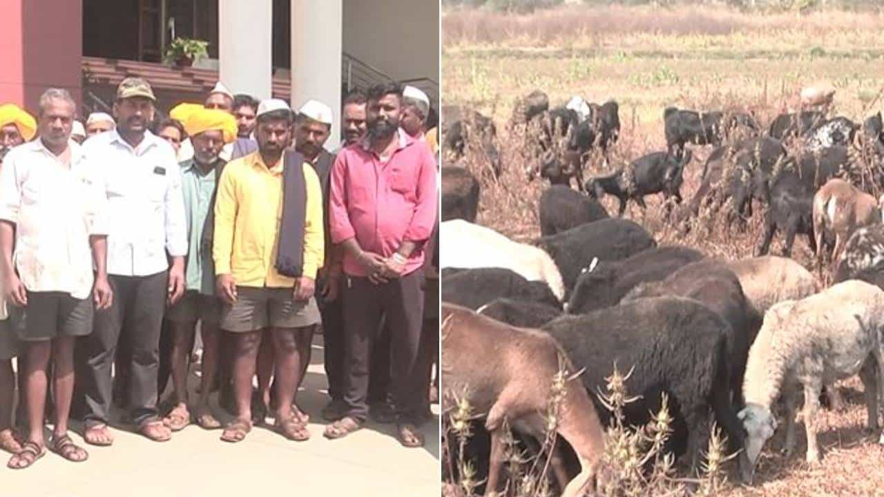 ಬೆಳಗಾವಿ, ಮಹಾರಾಷ್ಟ್ರ ಗಡಿಯಲ್ಲಿ ಕುರಿಗಳ್ಳರ ಹಾವಳಿ: ಒಂದೂವರೆ ತಿಂಗಳಲ್ಲಿ 160ಕ್ಕೂ ಹೆಚ್ಚು ಕುರಿಗಳು ಕಳವು