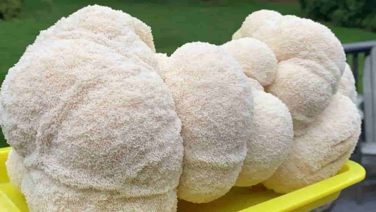 ಅಲ್​ಝೈಮರ್​, ಕ್ಯಾನ್ಸರ್​ ನಿಯಂತ್ರಣಕ್ಕೆ ಅಣಬೆ!