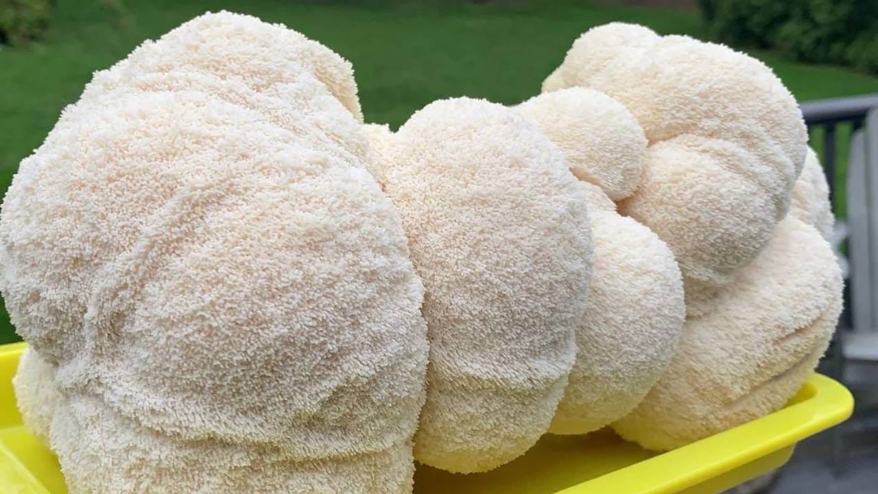 ಅಲ್​ಝೈಮರ್​, ಕ್ಯಾನ್ಸರ್​ ನಿಯಂತ್ರಣಕ್ಕೆ ಅಣಬೆ!