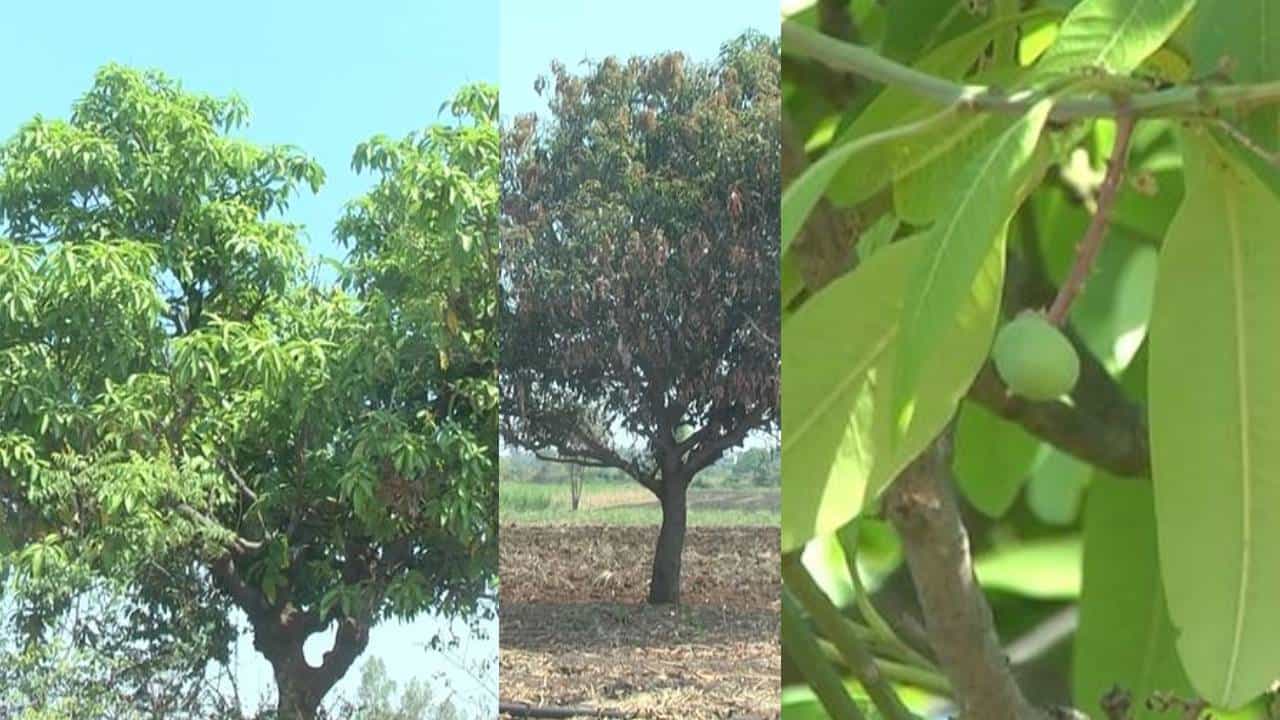 ಮಾವು ಇಳುವರಿ ಕುಸಿತ: ಬಂಪರ್ ನಿರೀಕ್ಷೆಯಲ್ಲಿದ್ದ ಬೆಳೆಗಾರರು ಕಂಗಾಲು
