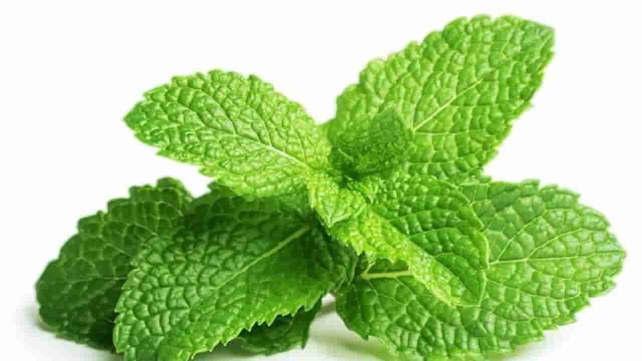 ಪುದೀನಾ ಎಲೆಗಳನ್ನು ದಿನಕ್ಕೆ ಎರಡು ಬಾರಿ ಜಗಿದು ತಿನ್ನಿ ವೈದ್ಯರಿಂದ ದೂರವಿರಿ