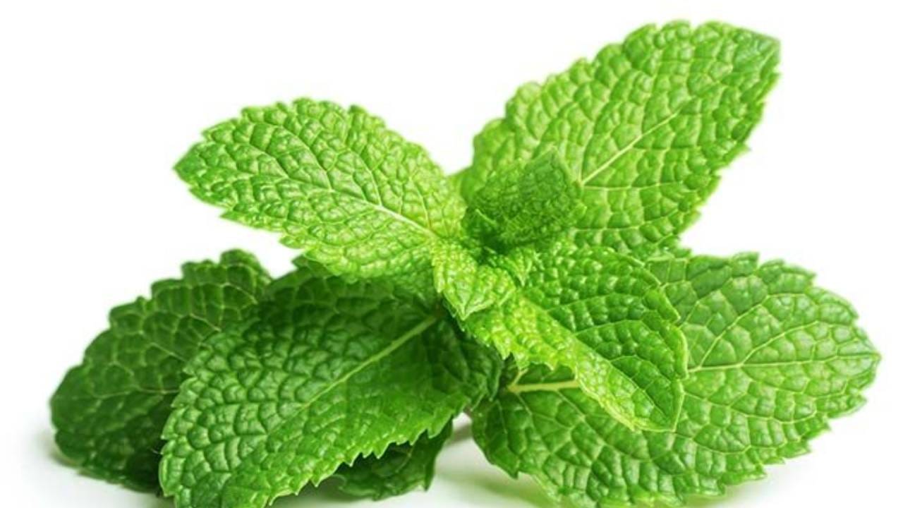 ಪುದೀನಾ ಎಲೆಗಳನ್ನು ದಿನಕ್ಕೆ ಎರಡು ಬಾರಿ ಜಗಿದು ತಿನ್ನಿ ವೈದ್ಯರಿಂದ ದೂರವಿರಿ ಪುದೀನಾ ಎಲೆಗಳನ್ನು ದಿನಕ್ಕೆ ಎರಡು ಬಾರಿ ಜಗಿದು ತಿನ್ನಿ ವೈದ್ಯರಿಂದ ದೂರವಿರಿ