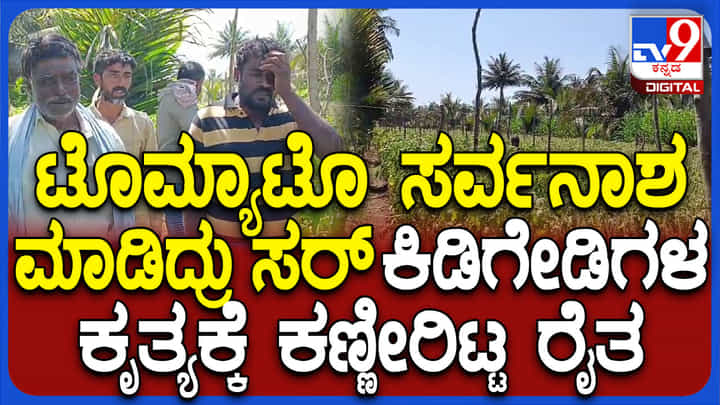 ಎಂತೆಂಥಾ ಜನ ಇರ್ತಾರೆ ನೋಡಿ..,ಟೊಮೆಟೊ ಬೆಳೆಗೆ ವಿಷಹಾಕಿದ ದುಷ್ಕರ್ಮಿಗಳು ಎಂತೆಂಥಾ ಜನ ಇರ್ತಾರೆ ನೋಡಿ..,ಟೊಮೆಟೊ ಬೆಳೆಗೆ ವಿಷಹಾಕಿದ ದುಷ್ಕರ್ಮಿಗಳು