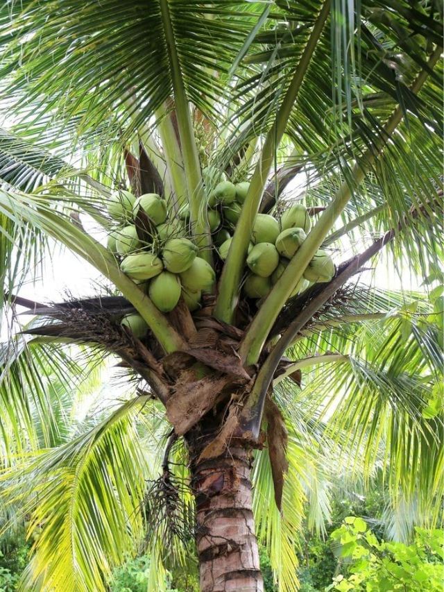 ಭಾರತದಲ್ಲಿ ಅತಿ ಹೆಚ್ಚು ತೆಂಗು ಬೆಳೆಯುವ ರಾಜ್ಯ ಯಾವುದು?