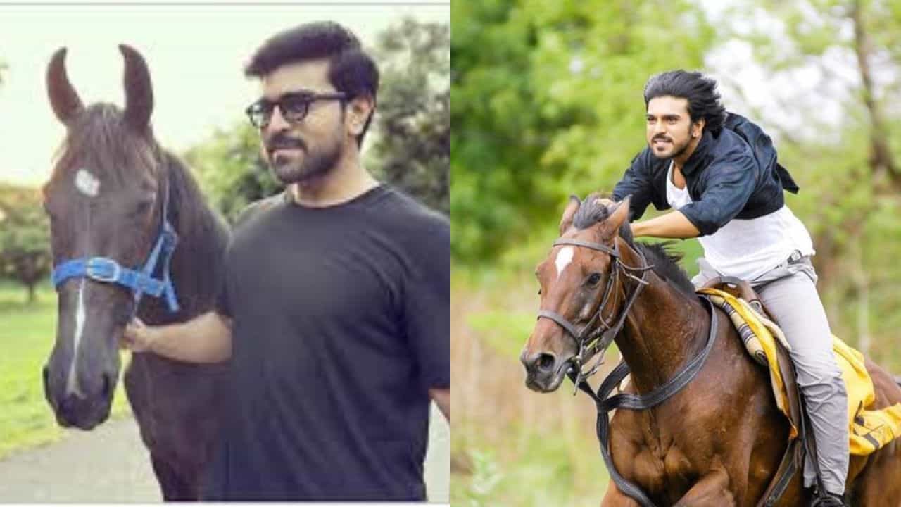 ರಾಮ್ ಚರಣ್ ಮನೆಯಲ್ಲಿ ಇದೆ ಬರೋಬ್ಬರಿ 15 ಕುದುರೆ; ಕಾರಣ ಏನು? ರಾಮ್ ಚರಣ್ ಮನೆಯಲ್ಲಿ ಇದೆ ಬರೋಬ್ಬರಿ 15 ಕುದುರೆ; ಕಾರಣ ಏನು?