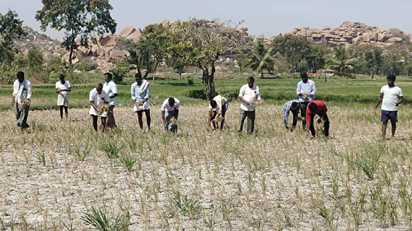 ಕೊಪ್ಪಳ: ರೈತರಲ್ಲಿ ಆತಂಕ ಮೂಡಿಸಿದ ಏಕಾಏಕಿ ಒಣಗುತ್ತಿರುವ ಭತ್ತದ ಪೈರು, ಕಾರಣವೇನು? ಇಲ್ಲಿದೆ ಓದಿ
