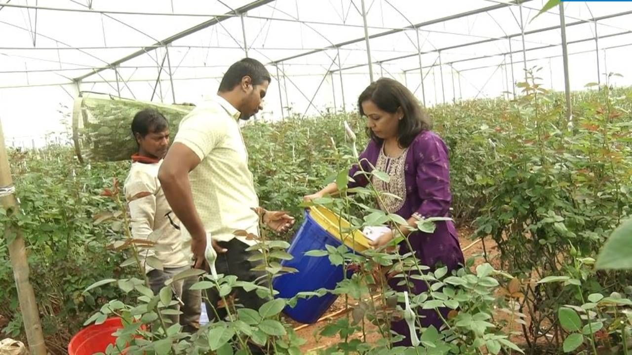 ಕೋಲಾರ ಜಿಲ್ಲೆಯಲ್ಲಿ ಹಣ್ಣು-ತರಕಾರಿ ಬೆಳೆಗಳನ್ನು ಬೆಳೆಯುತ್ತಿದ್ದ ರೈತರ ಕಷ್ಟಗಳನ್ನು ನೋಡಿದ್ದ ಸಾಫ್ಟ್​ವೇರ್ ಎಂಜಿನಿಯರ್​ ದಂಪತಿ ಪವನ್ ಕುಮಾರ್ ಹಾಗೂ ಪ್ರತಿಭಾ ಪುಷ್ಪೋದ್ಯಮ ಮಾಡಲು ನಿರ್ಧರಿಸಿ ಪಾಲಿಹೌಸ್‌ನಲ್ಲಿ ವಿವಿಧ ದೇಶಗಳಲ್ಲಿ ಬೇಡಿಕೆ ಇರುವ ಗುಲಾಬಿ ಹೂವು ಬೆಳೆಯಲು ಶುರುಮಾಡಿದ್ದು, ಈ ಗುಲಾಬಿ ಹೂ ಈಗ ಈ ಸಾಫ್ಟ್​ವೇರ್​ ಎಂಜಿನಿರ್​ಗಳ ಬದುಕನ್ನೇ ಬದಲಾಯಿಸಿದೆ.
