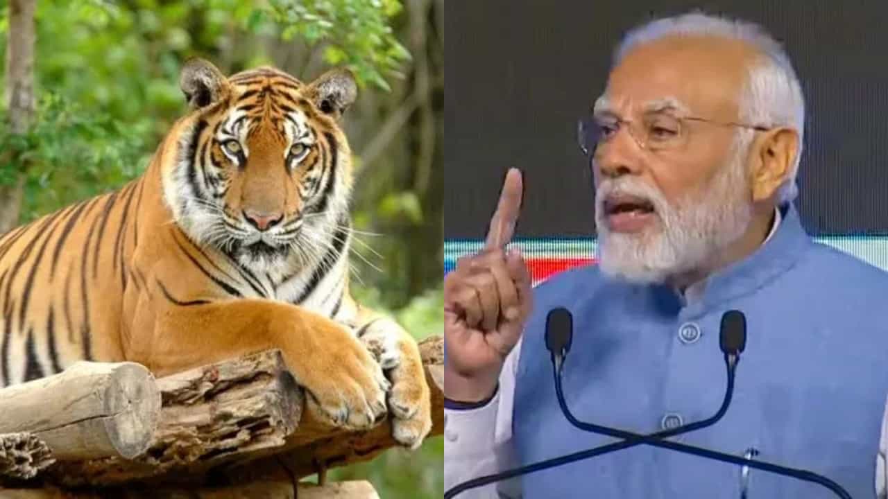 ಬಿಆರ್‌ಟಿ ಸಂರಕ್ಷಿತಾರಣ್ಯದಲ್ಲಿ ಹುಲಿ ಸಂತತಿ ಹೆಚ್ಚಳಕ್ಕೆ ಸೋಲಿಗರ ಶ್ಲಾಘಿಸಿದ ಪ್ರಧಾನಿ ಮೋದಿ