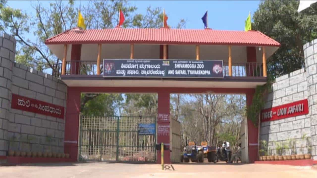 ಶಿವಮೊಗ್ಗದ ತ್ಯಾವರೆಕೊಪ್ಪದಲ್ಲಿರುವ ಹುಲಿ ಮತ್ತು ಸಿಂಹಧಾಮ ಅತ್ಯಂತ ಪ್ರಮುಖ ಪ್ರವಾಸಿ ತಾಣಗಳಲ್ಲಿ ಒಂದು. ಮೈಸೂರು, ಬನ್ನೇರುಘಟ್ಟ ಬಳಿಕ ಇದು ರಾಜ್ಯದಲ್ಲಿ ಹೆಸರುವಾಸಿಯಾಗಿದೆ. ಸದ್ಯ ಈ ಧಾಮದಲ್ಲಿ ವಿಜಯ್ ಹೆಸರಿನ ಹುಲಿ ಇಂದು ಕೊನೆಯುಸಿರೆಳೆದಿದೆ.