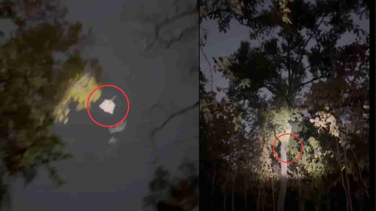 Viral: ಹಕ್ಕಿಯಂತೆ ಹಾರುವ ಅಪರೂಪದ ಅಳಿಲನ್ನು ಕಂಡಿರಾ?