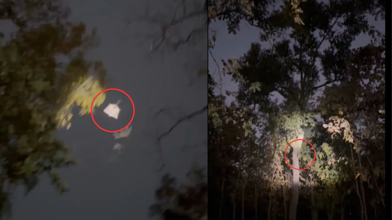 Viral: ಹಕ್ಕಿಯಂತೆ ಹಾರುವ ಅಪರೂಪದ ಅಳಿಲನ್ನು ಕಂಡಿರಾ?