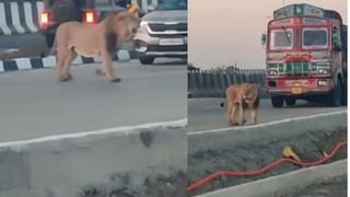 Viral: ಮನೆಯನ್ನೇ ಕಾಶ್ಮೀರವನ್ನಾಗಿ ಪರಿವರ್ತಿಸಿದ ದಂಪತಿ; ಕೇಸರಿ ಬೆಳೆದು ಲಕ್ಷ ಲಕ್ಷ ಸಂಪಾದನೆ