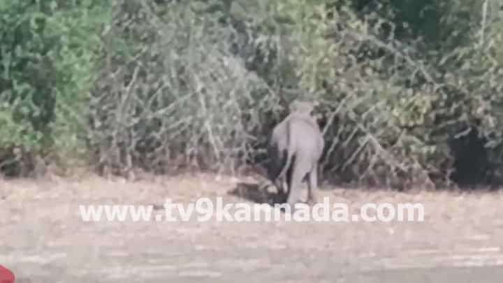 ಚಿಕ್ಕಮಗಳೂರು: ವಿಠಲ ಗ್ರಾಮದ ಬಳಿ 20 ಕ್ಕೂ ಅಧಿಕ ಕಾಡಾನೆಗಳು ಪ್ರತ್ಯಕ್ಷ, ಸ್ಥಳೀಯರಲ್ಲಿ ಆತಂಕ ಚಿಕ್ಕಮಗಳೂರು: ವಿಠಲ ಗ್ರಾಮದ ಬಳಿ 20 ಕ್ಕೂ ಅಧಿಕ ಕಾಡಾನೆಗಳು ಪ್ರತ್ಯಕ್ಷ, ಸ್ಥಳೀಯರಲ್ಲಿ ಆತಂಕ