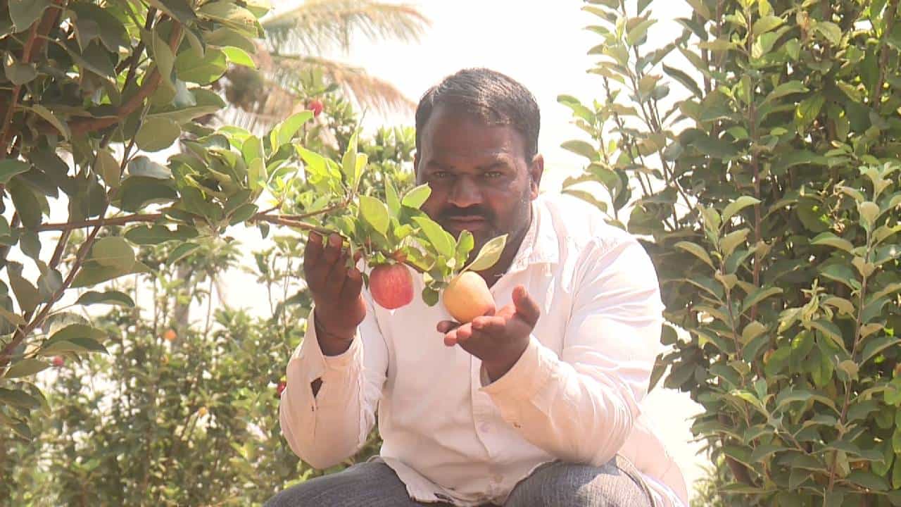 ಬಾಗಲಕೋಟೆ ನೂರಕ್ಕೆ 80 ರಷ್ಟು ಕಬ್ಬು ಬೆಳೆಯುವ ಪ್ರದೇಶ. ಕಬ್ಬು ಇಲ್ಲಿನ ರೈತರ ಪ್ರಮುಖ ಬೆಳೆಯಾಗಿದೆ. ಕಬ್ಬು ಜೋಳ, ಗೋಧಿ ಗೋವಿನ ಜೋಳ, ದಾಳಿಂಬೆ ಮತ್ತು ಚಿಕ್ಕು ಬಿಟ್ಟು ಬೇರೆ ಏನು ಬೆಳೆಯುವುದಿಲ್ಲ ಎಂಬುವುದು ರೈತರ ನಂಬಿಕೆ. ಆದರೆ ಇಂತಹ ನೆಲದಲ್ಲಿ ಓರ್ವ ರೈತ ಸೇಬು ಬೆಳೆದು ಎಲ್ಲರ ಹುಬ್ಬೇರುವಂತೆ ಮಾಡಿದ್ದಾರೆ.