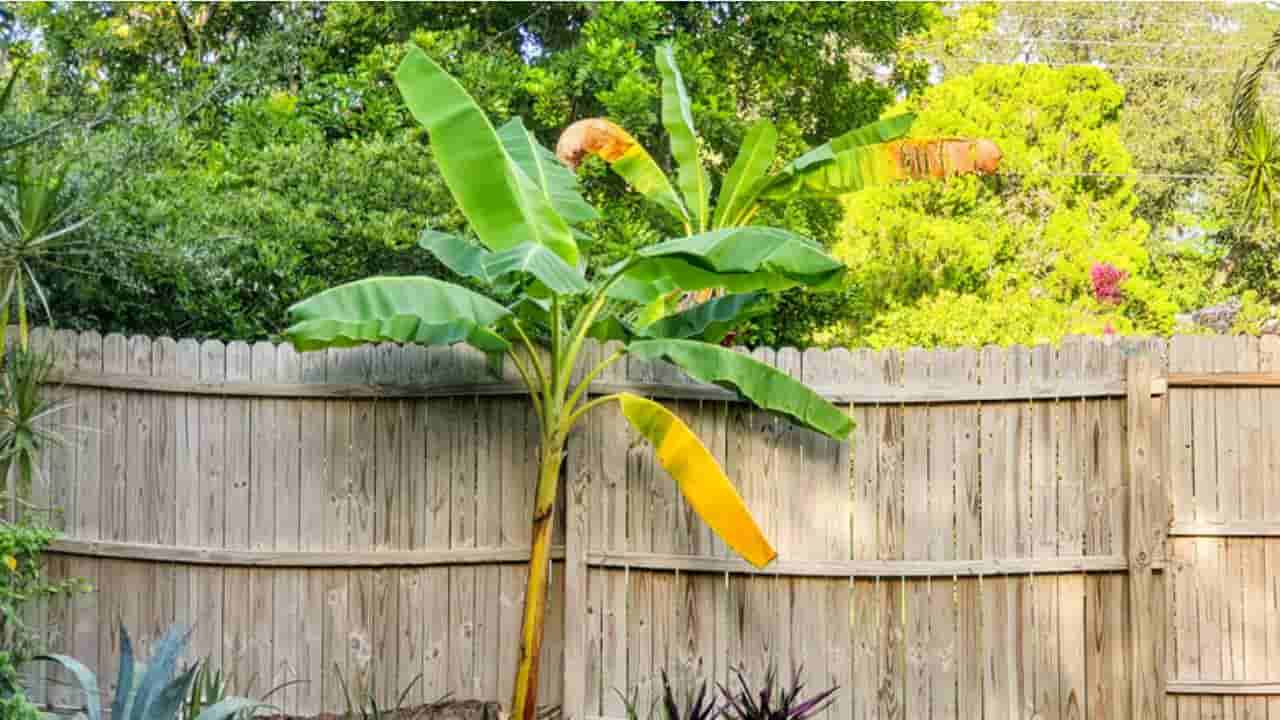 ಮನೆ ಮುಂದೆ ಬಾಳೆಗಿಡ ನೆಡುವುದು ಶುಭವೇ ಅಥವಾ ಅಶುಭದ ಸಂಕೇತವೇ?
