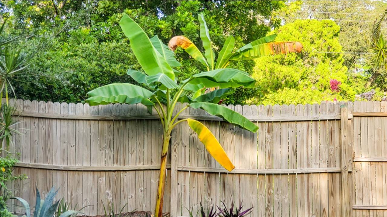 ಮನೆ ಮುಂದೆ ಬಾಳೆಗಿಡ ನೆಡುವುದು ಶುಭವೇ ಅಥವಾ ಅಶುಭದ ಸಂಕೇತವೇ? ಮನೆ ಮುಂದೆ ಬಾಳೆಗಿಡ ನೆಡುವುದು ಶುಭವೇ ಅಥವಾ ಅಶುಭದ ಸಂಕೇತವೇ?