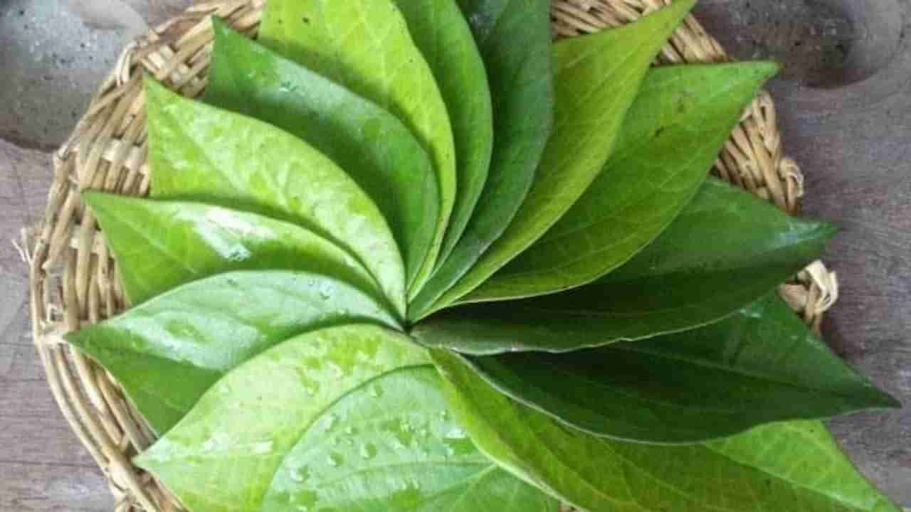 Betel Leaves: ಕೀಲು ನೋವಿಗೆ ವೀಳ್ಯದೆಲೆ ನೀರಿನಲ್ಲಿದೆ ಪರಿಹಾರ