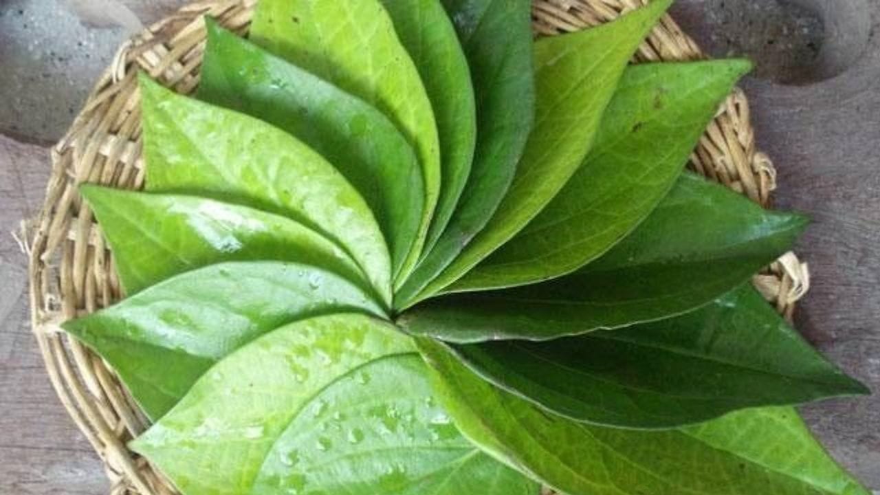 Betel Leaves: ಕೀಲು ನೋವಿಗೆ ವೀಳ್ಯದೆಲೆ ನೀರಿನಲ್ಲಿದೆ ಪರಿಹಾರ