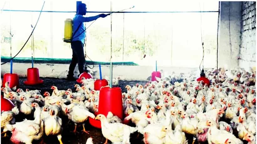 ಹಕ್ಕಿಜ್ವರ: ಆರೋಗ್ಯ ಇಲಾಖೆ ಹೈ ಅಲರ್ಟ್, ಎಲ್ಲ ಸರ್ಕಾರಿ ಆಸ್ಪತ್ರೆಗಳಲ್ಲಿ ಸಿದ್ಧತೆಗೆ ಸೂಚನೆ