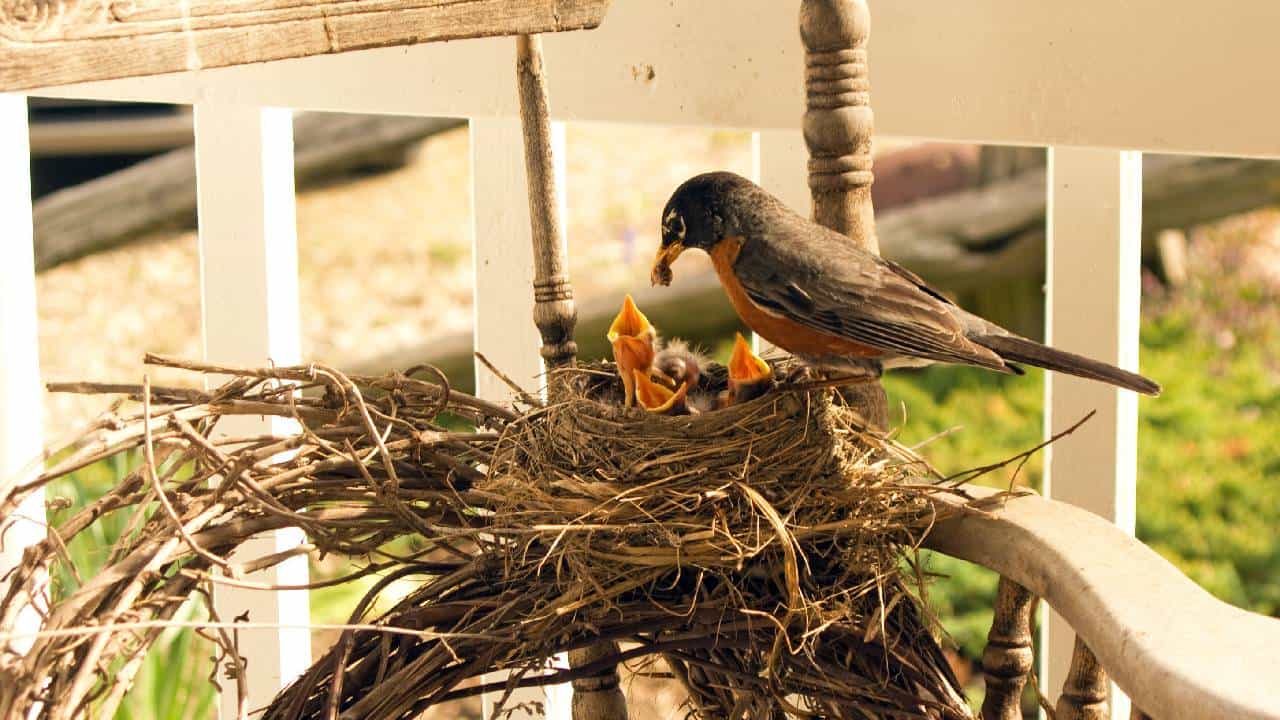 Birds Vastu Tips: ಮನೆ ಸುತ್ತ ಮುತ್ತ ಹಕ್ಕಿ ಗೂಡು ಕಟ್ಟಿದೆಯೇ? ಹಾಗಿದ್ರೆ ಈ ವಿಷ್ಯ ತಿಳಿದುಕೊಳ್ಳಿ