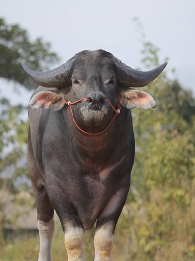 ಇದು ವಿಶ್ವದ ಅತೀ ಎತ್ತರದ ಎಮ್ಮೆ, ಗಿನ್ನಿಸ್ ದಾಖಲೆ