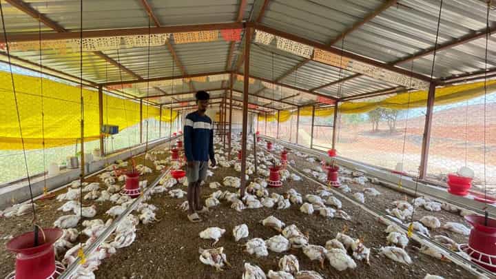 ಹರಪನಹಳ್ಳಿ: ಒಂದೇ ಫಾರಂನಲ್ಲಿನ ಮೂರು ಸಾವಿರ ಕೋಳಿಗಳ ಸಾವು ಹರಪನಹಳ್ಳಿ: ಒಂದೇ ಫಾರಂನಲ್ಲಿನ ಮೂರು ಸಾವಿರ ಕೋಳಿಗಳ ಸಾವು