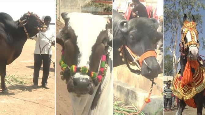 ಪಶು ಲೋಕ ಅನಾವರಣ: ದೇವಣಿ ಸೇರಿ ನಾನಾ ಜಾತಿಯ ಪಶುಗಳನ್ನ ನೋಡಲು ಮುಗಿಬಿದ್ದ ಜನ ಪಶು ಲೋಕ ಅನಾವರಣ: ದೇವಣಿ ಸೇರಿ ನಾನಾ ಜಾತಿಯ ಪಶುಗಳನ್ನ ನೋಡಲು ಮುಗಿಬಿದ್ದ ಜನ
