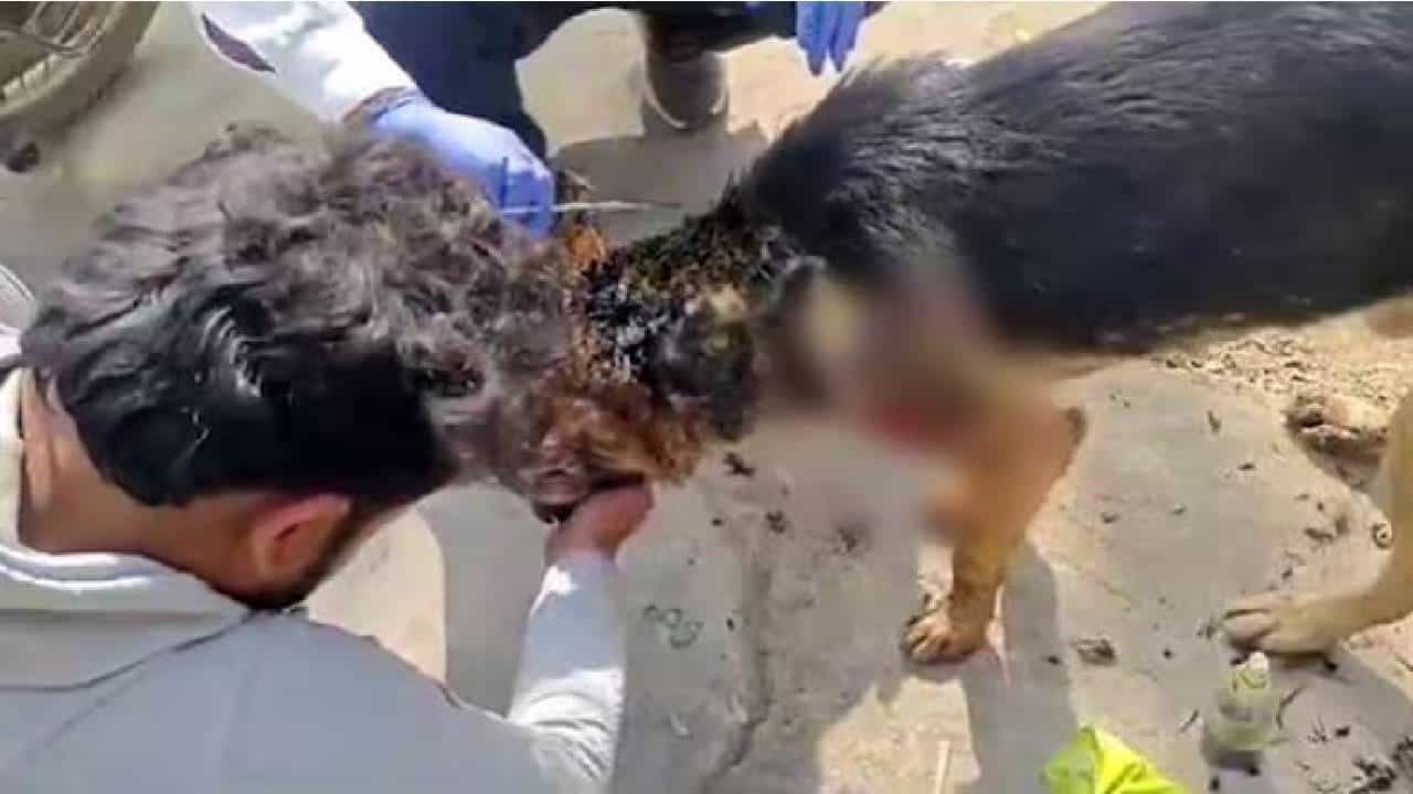 ಮಧ್ಯಪ್ರದೇಶ: ಮಾಲೀಕನನ್ನು ರಕ್ಷಿಸಲು ಹುಲಿಯ ಜತೆ ಹೋರಾಡಿದ್ದ ನಾಯಿ ಸಾವು