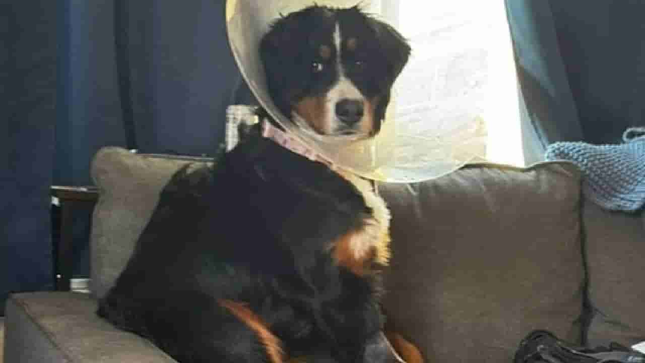 Viral News: 24 ಸಾಕ್ಸ್ಗಳು ಸೇರಿ ಅನೇಕ ವಸ್ತುಗಳನ್ನು ನುಂಗಿದ ನಾಯಿ