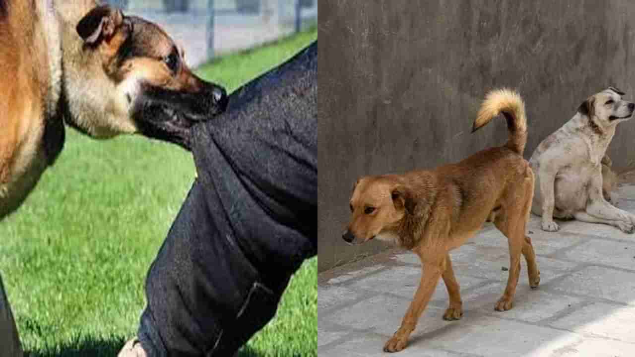 ರೇಬಿಸ್: ಕರ್ನಾಟಕದಲ್ಲಿ ಎರಡೇ ತಿಂಗಳಲ್ಲಿ 8 ಸಾವು, ಬೆಂಗಳೂರಿನಲ್ಲೇ ಹೆಚ್ಚು