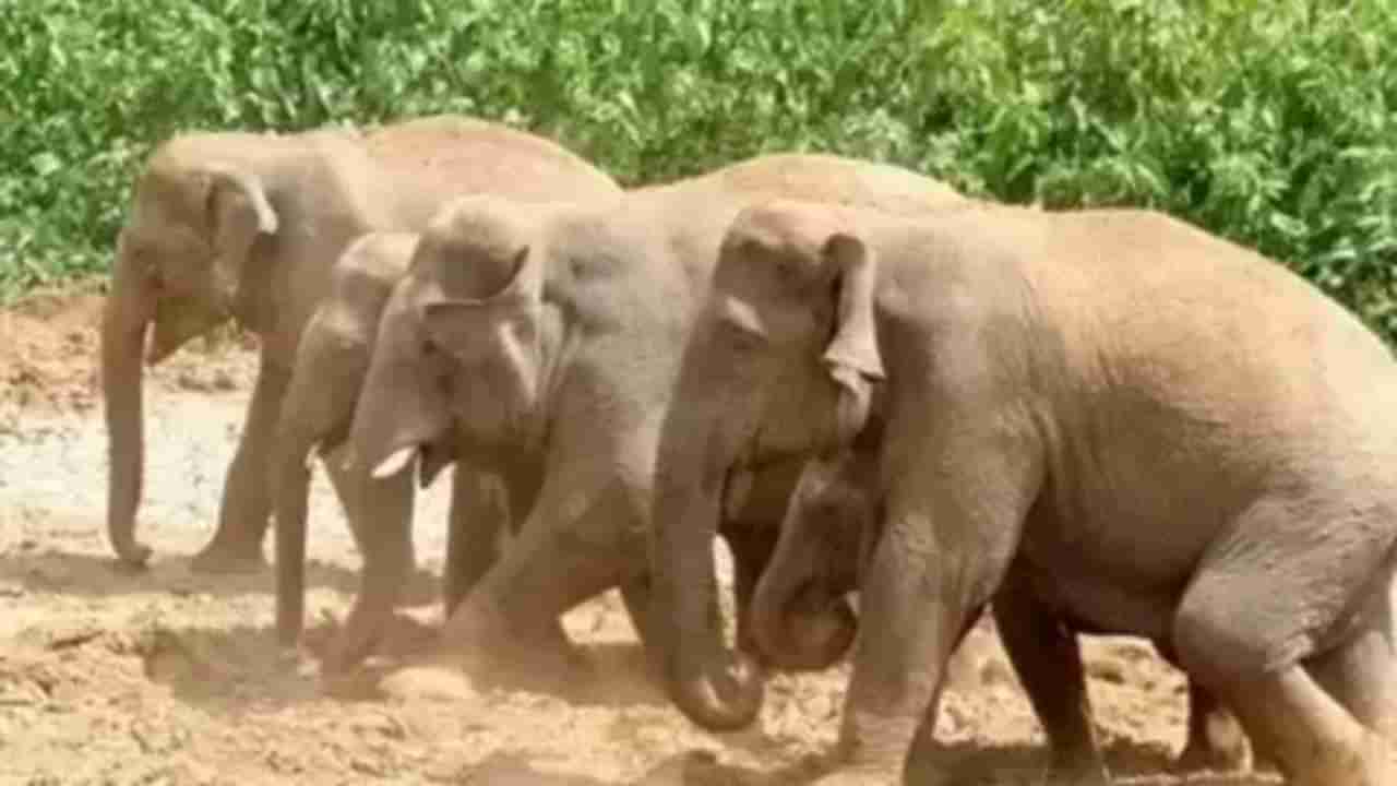 ಮಾನವ-ಕಾಡಾನೆ ಸಂಘರ್ಷಕ್ಕೆ ಕಡಿವಾಣಕ್ಕೆ ಮುಂದಾದ ಹಾಸನ ಜಿಲ್ಲಾಡಳಿತ: ನಾಲ್ಕು ಪುಂಡಾನೆ ಸೆರೆಗೆ ಅನುಮತಿ